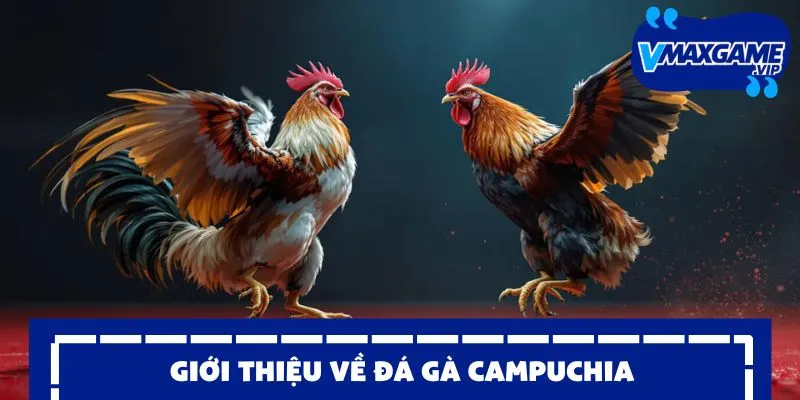 đá gà campuchia giới thiệu