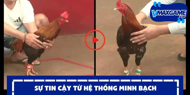 đá gà sv388 tin cậy